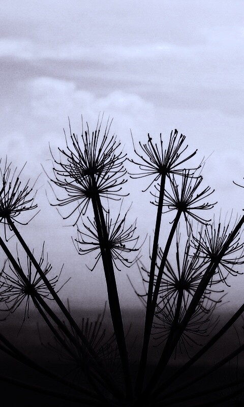 Зонтичное соцветие обои