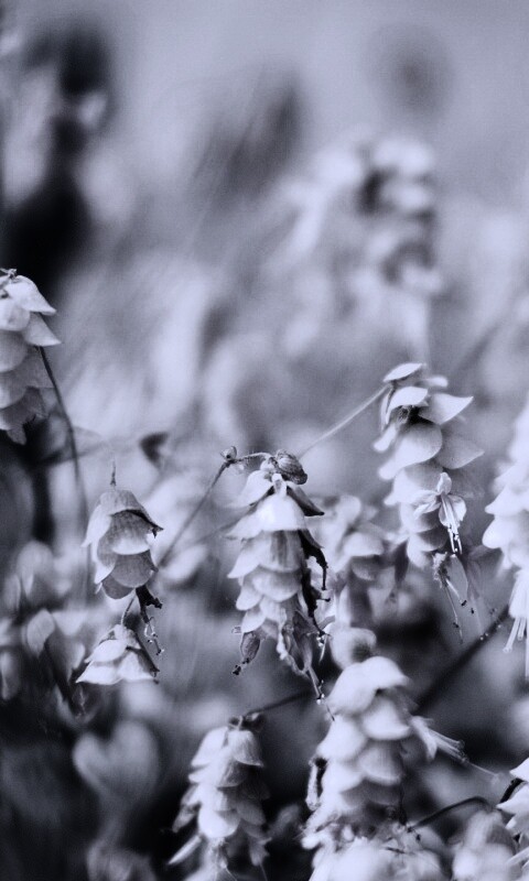 Висящие цветочки обои