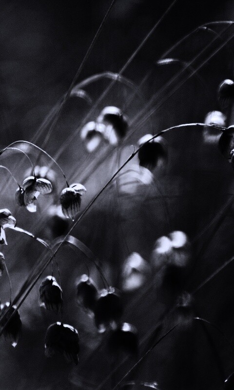 Увядающие цветочки обои