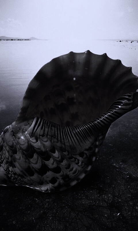 Морская раковина обои