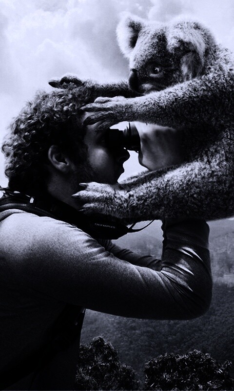 Коала ближе чем кажется обои