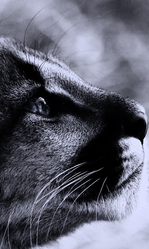 Оцелот смотрит вдаль обои