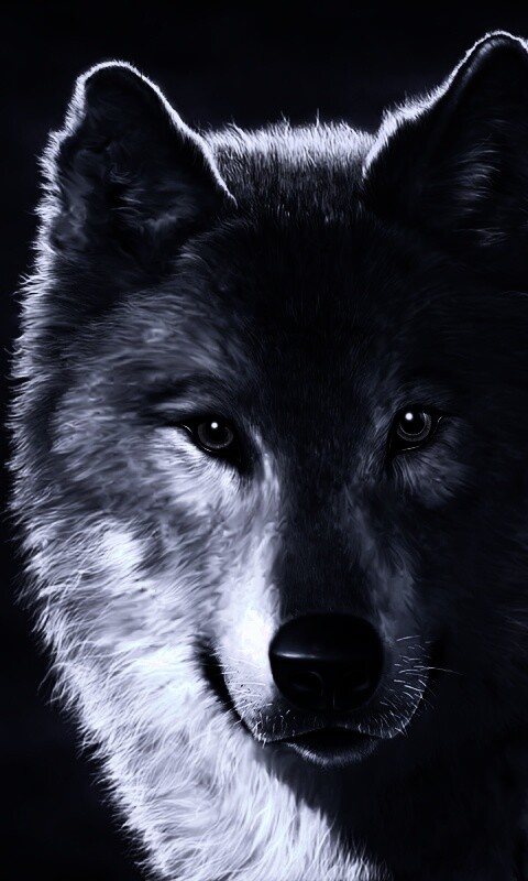 Рисунок волка обои