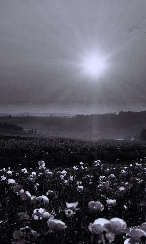 Цветущие поля обои