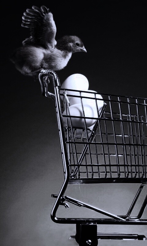 Цыплёнок покупает яйца обои