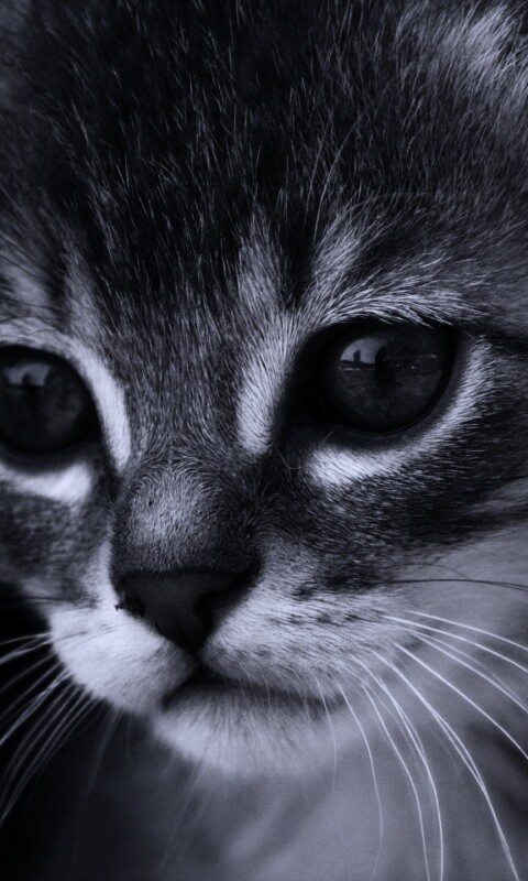 Мордочка котёнка обои