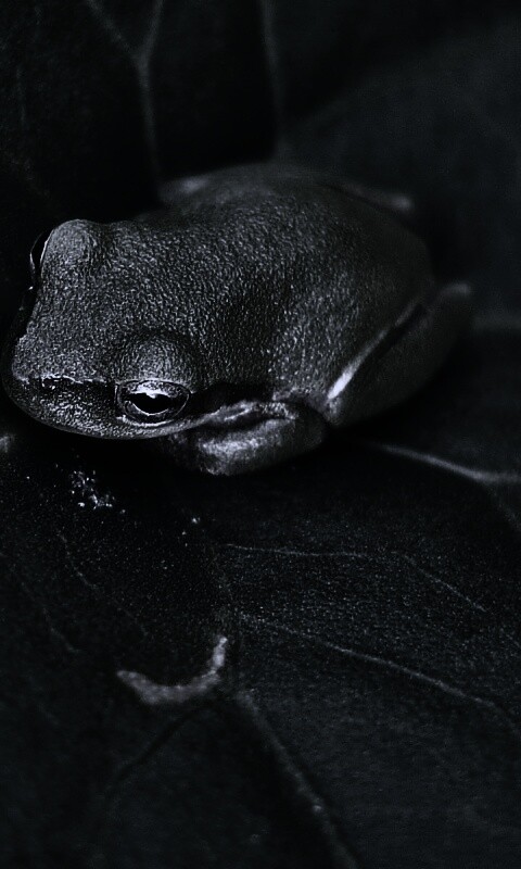 Лягушка на листике обои