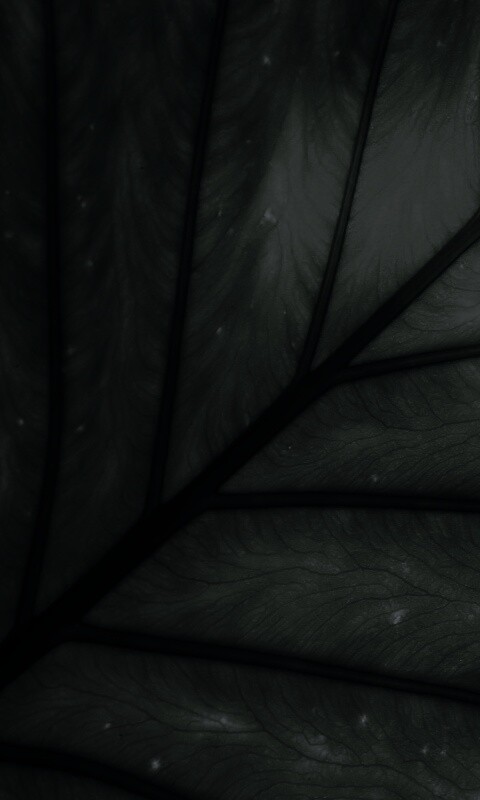 Макро фото листа обои