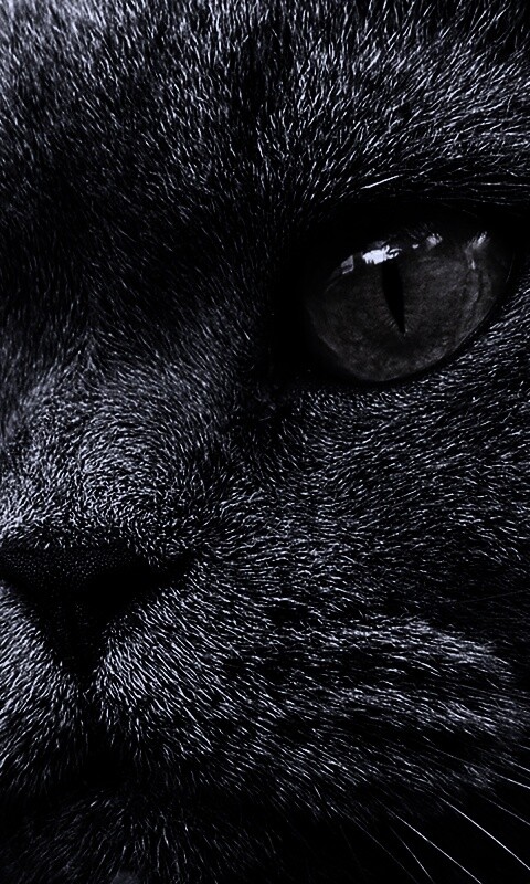 Кот с оранжевыми глазами обои