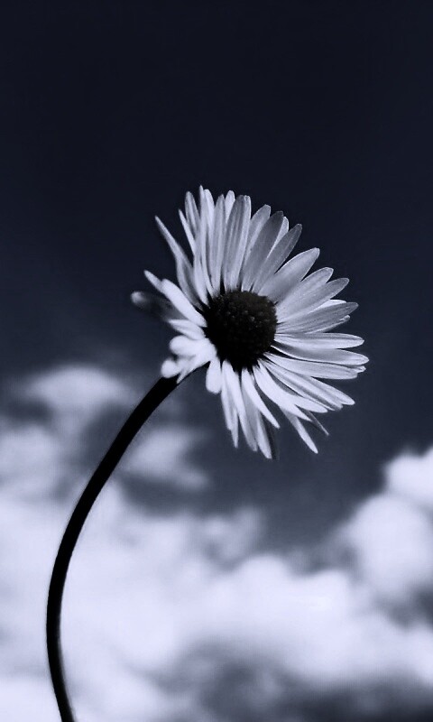 Ромашка на фоне неба обои