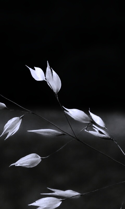 Белые полевые цветочки обои