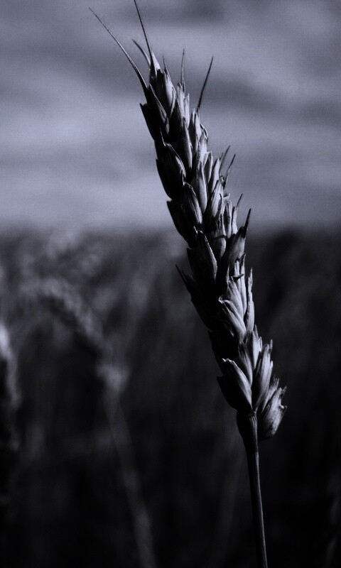 Колосок обои