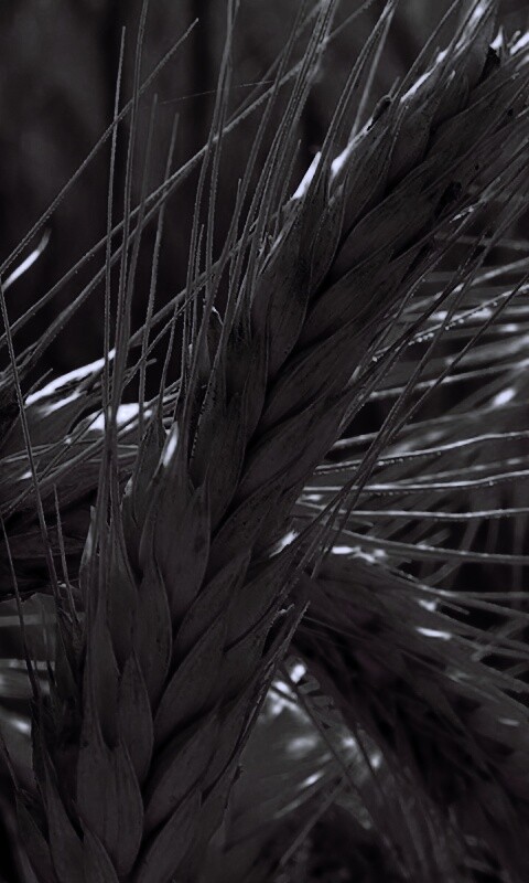 Зреющий колос обои