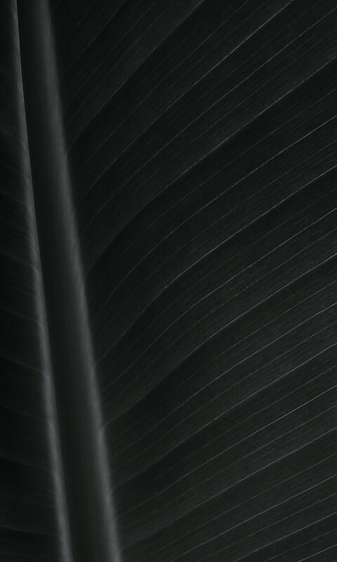 Желтый черенок листа обои