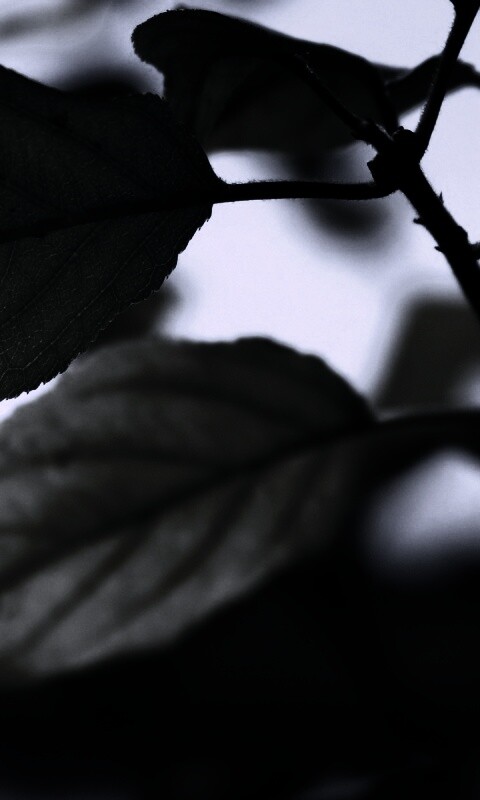 Три листа обои