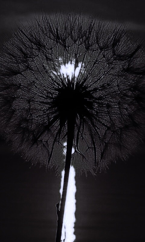 Одуванчик на закател обои