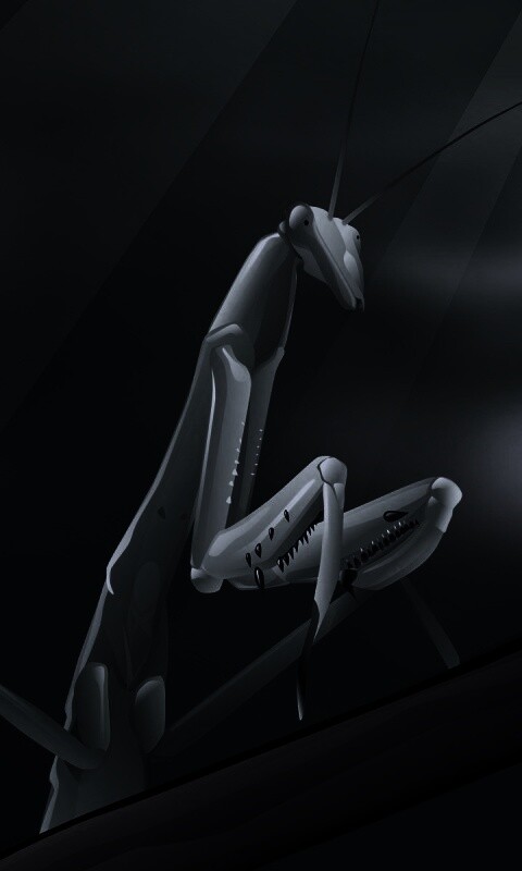 Рисунок богомола обои