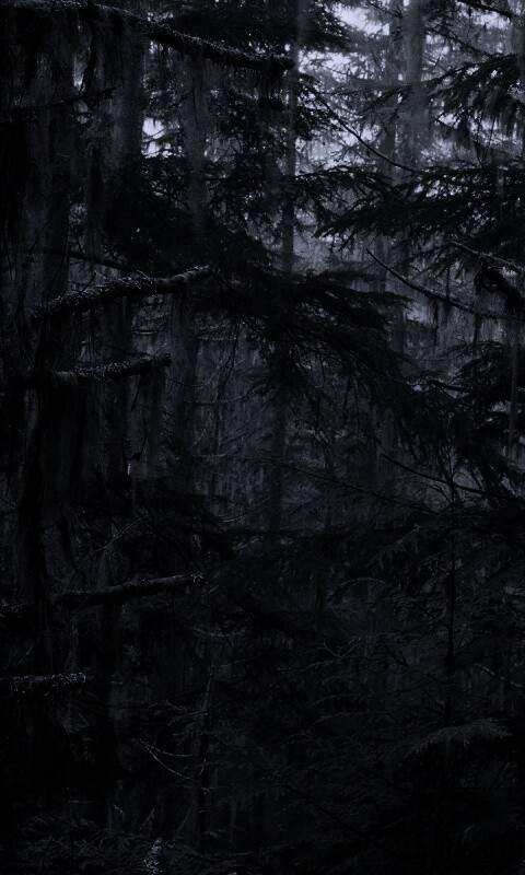 Темная чаща обои