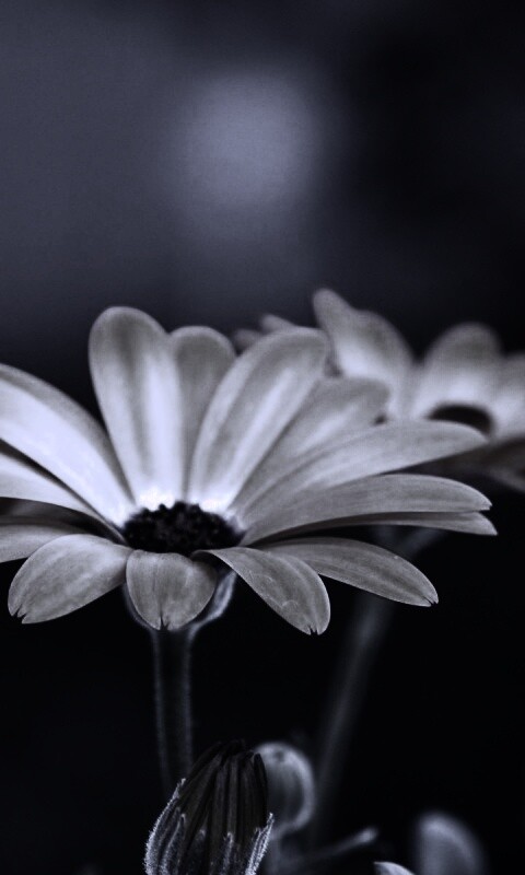 Три желтых цветка обои