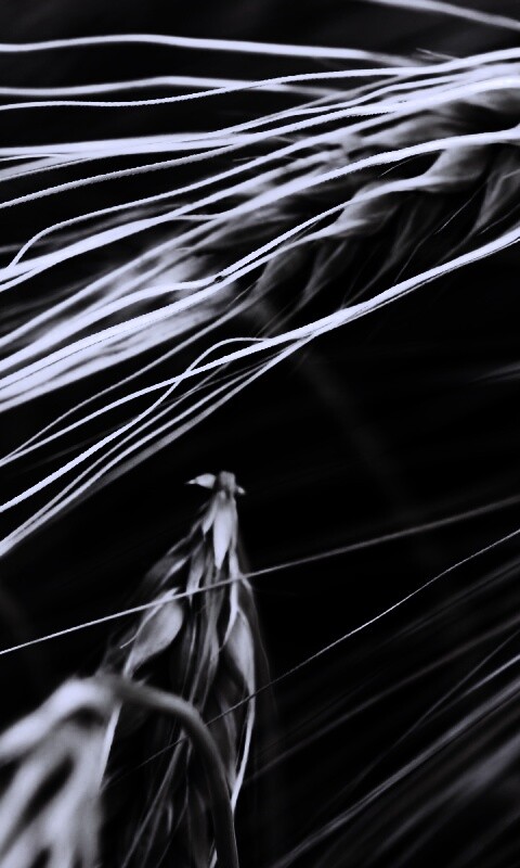 Лохматые колосья обои