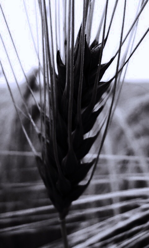 Короткий колос обои