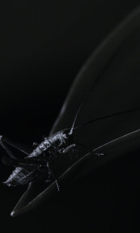 Кузнечик на листике обои