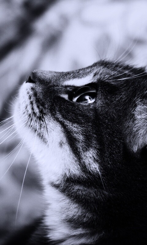 Котик смотрит верх обои