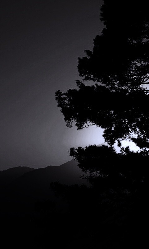 Силуэт дерева на закате обои