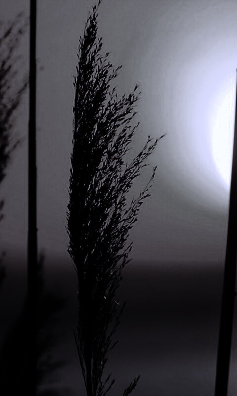 Травинка на закате обои