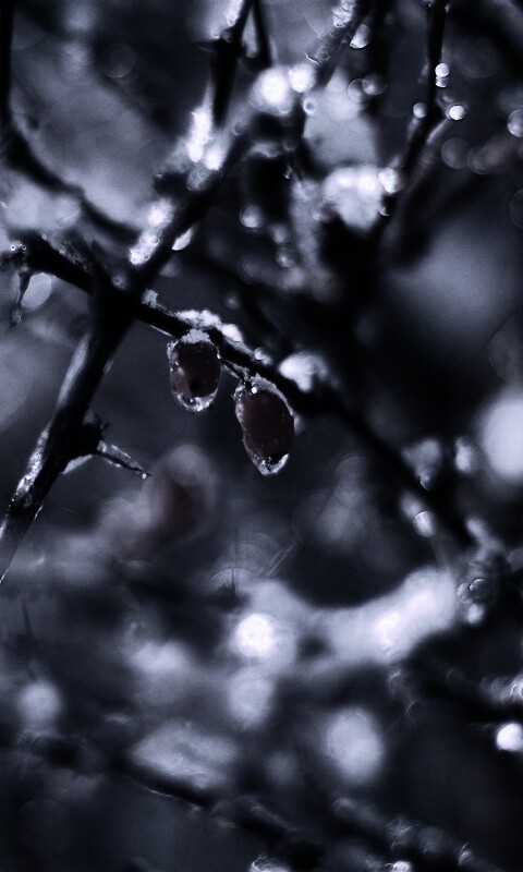 Замерзшие ягоды обои