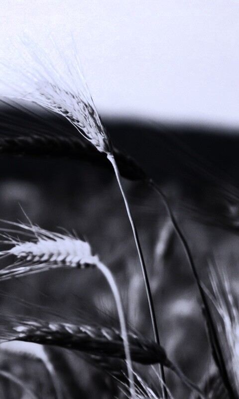 Колоски на ветру обои