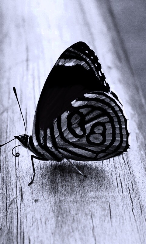 Бабочка на бревне обои
