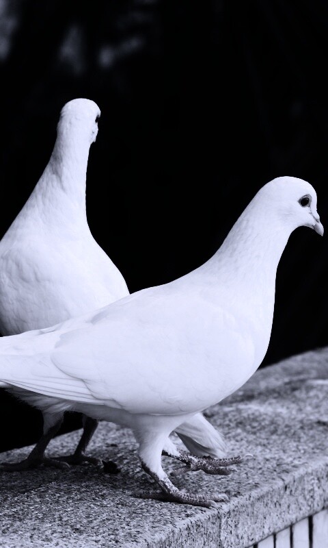 Два белых голубя обои