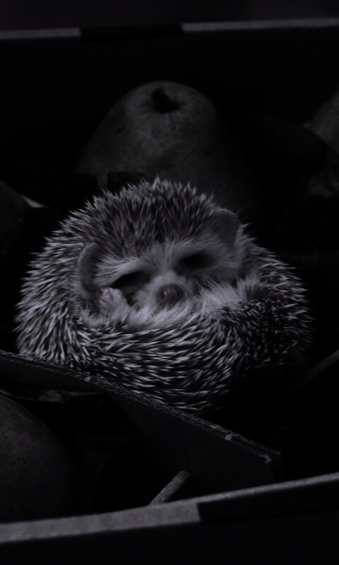 Ёжик в грушах обои