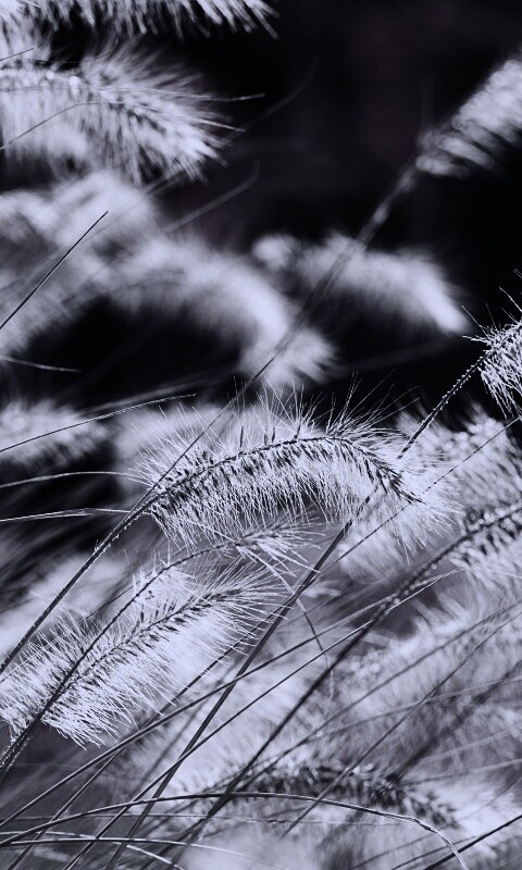 Травинки на ветру обои