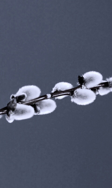 Пушистые почки обои