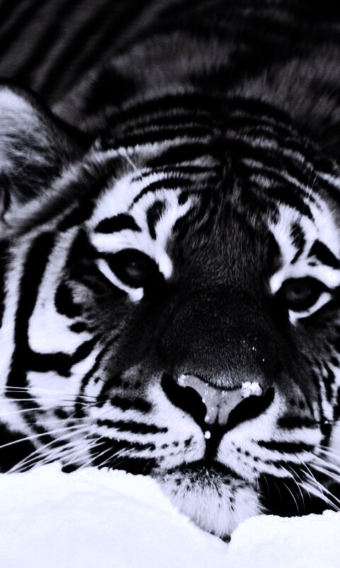Тигр в снегу обои
