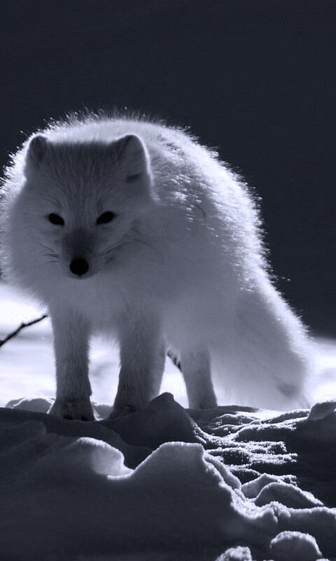 Белый песец обои