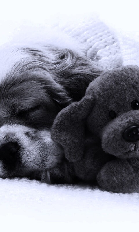 Собака спит с игрушкой обои