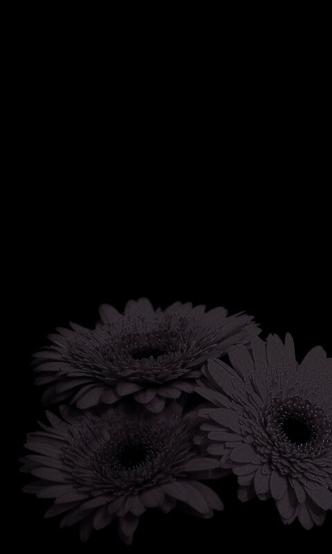 Красные герберы обои