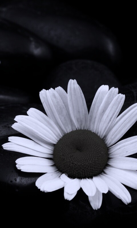 Ромашка среди гальки обои