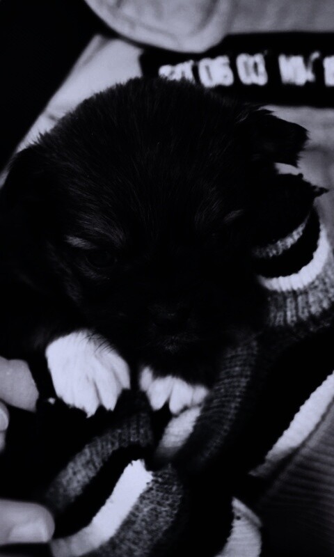 Два коричневых щенка обои