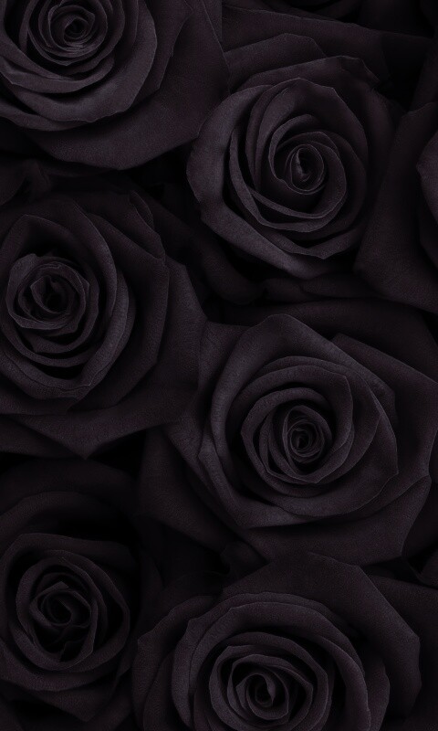 Букет красных роз обои