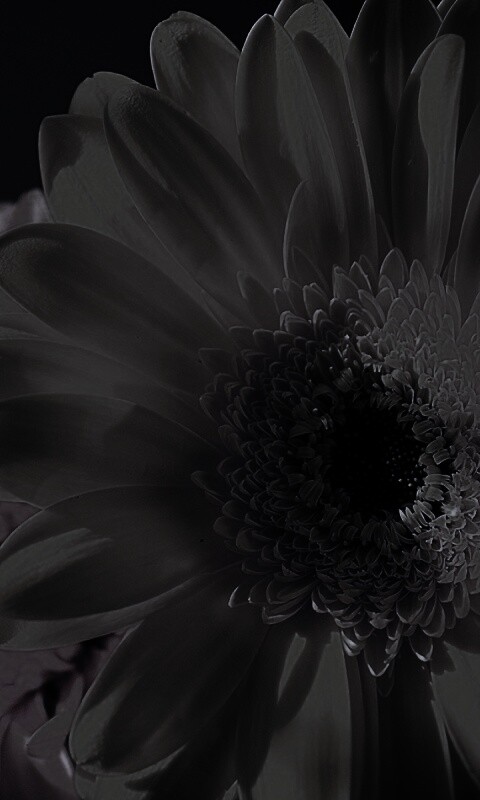 Желтый гербер обои