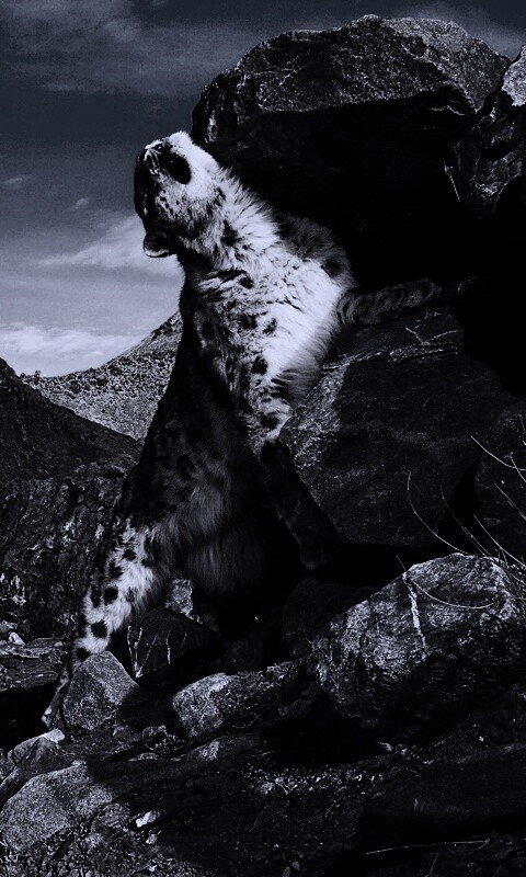 Барс чешется о камни обои