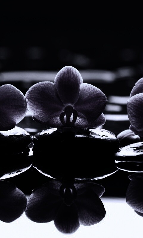 Орхидеи на камнях обои