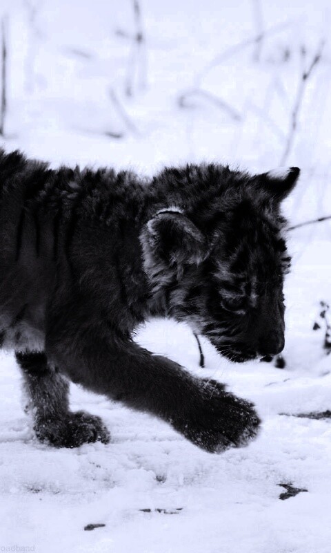 Тигренок на снегу обои