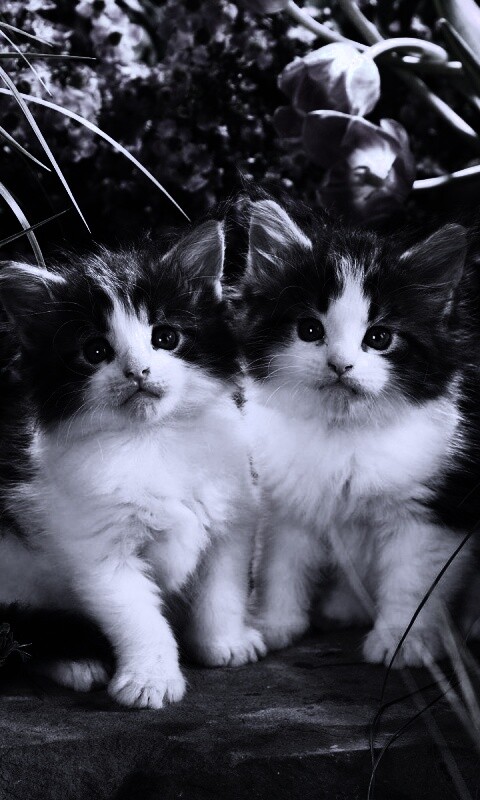 Котята в цветах обои