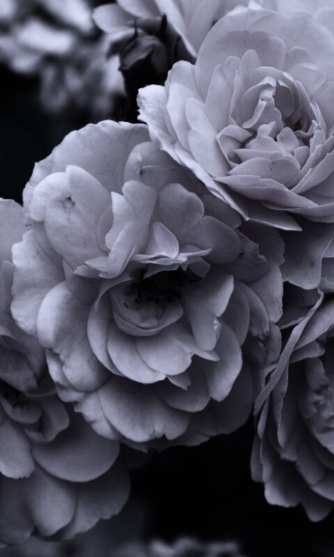 Розовые цветы обои