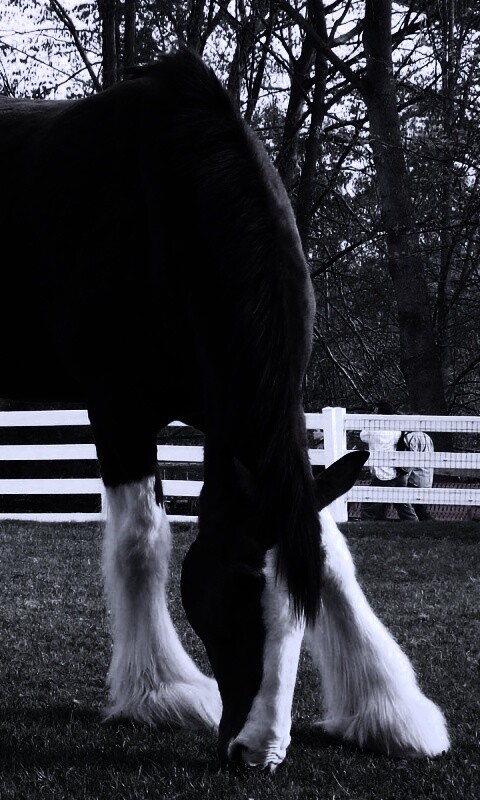 Лошадь с лохматыми ногами обои